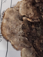 Thelephora americana