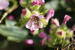 Megachile