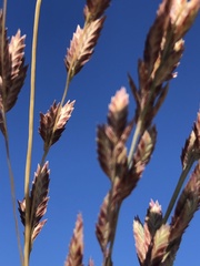 Eragrostis secundiflora