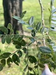 Gleditsia triacanthos