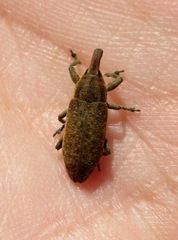 Lixus myagri