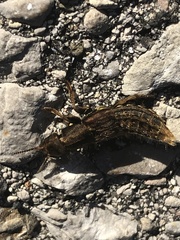 Platydracus maculosus