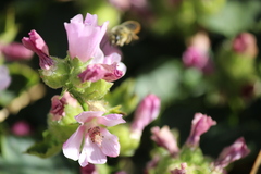 Megachile