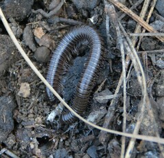 Parajulidae