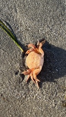 Nectocarcinus integrifrons