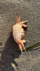 Nectocarcinus integrifrons