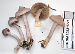 Inocybe pallidicremea
