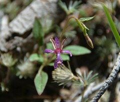 Clarkia