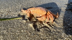 Nectocarcinus integrifrons