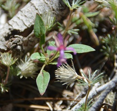 Clarkia