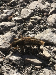 Platydracus maculosus