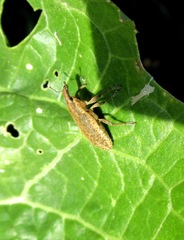 Lixus myagri