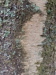 Carpinus betulus