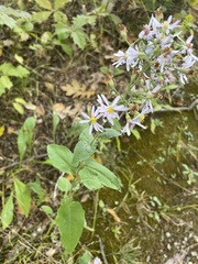 Symphyotrichum undulatum
