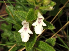 Stachys natalensis