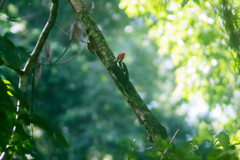 Campephilus guatemalensis