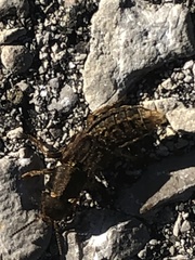 Platydracus maculosus