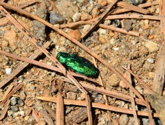 Chrysobothris viridicyanea