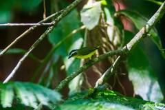 Ornithion semiflavum