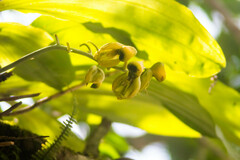 Catasetum integerrimum