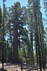 Sequoiadendron giganteum