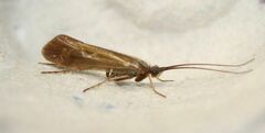 Limnephilus auricula