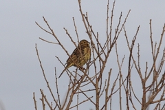 Emberiza cirlus