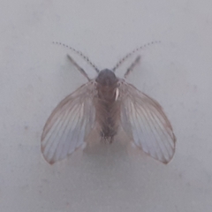 Psychodidae
