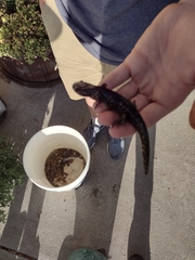 Ambystoma tigrinum
