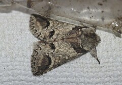 Antithemerastis acrobela