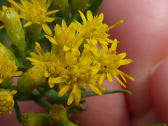 Euthamia caroliniana