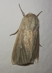 Mythimna congrua