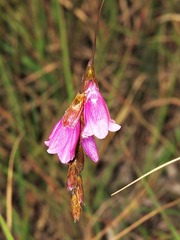 Dierama