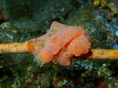 Sclerodoris tuberculata