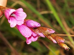 Dierama