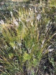 Trichophorum alpinum