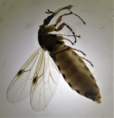 Dilophus