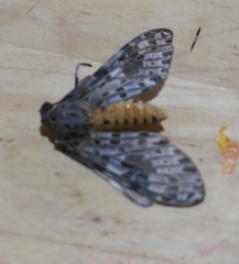Eucereon myrina