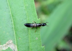 Xantholinus