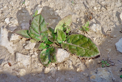 Image of Acleisanthes anisophylla by (c) Michelle W. （鍾偉瑋）, some rights reserved (CC BY)