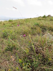 Dierama