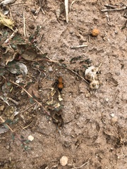 Dasymutilla bioculata