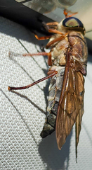 Tabanus calens
