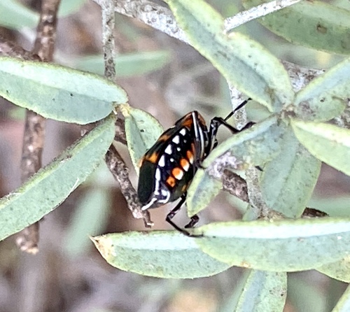 iNaturalist observation photo of Harlequin Bug