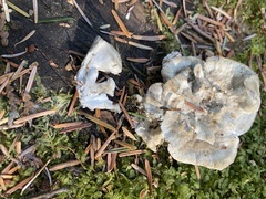 Hydnellum suaveolens