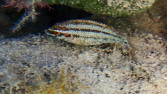 Symphodus roissali
