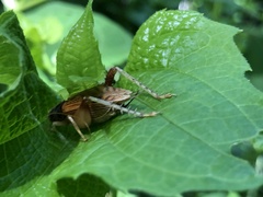 Gryllidae