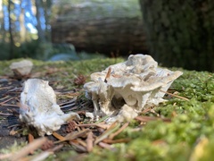 Hydnellum suaveolens