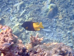 Siganus uspi