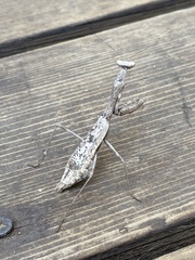 Stagmomantis carolina